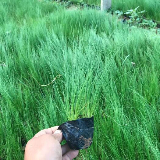 青州市水生细叶芒 细径针芒