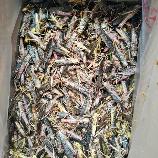新乐市稻蝗 供应速冻蚂蚱