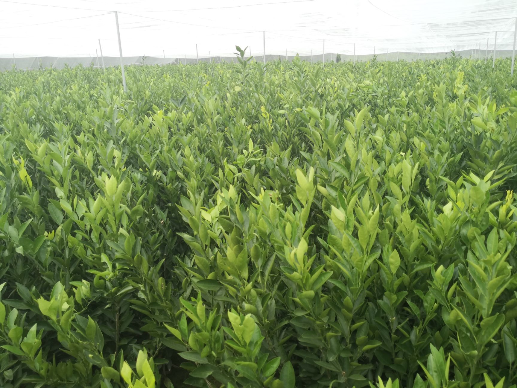 甘平柑橘苗  常德甘平苗基地 晚熟大果型甘平柑橘杂柑 别名爱媛34号