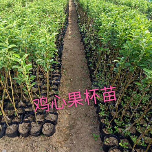 鸡心果苗 鸡心果树苗 锦绣海棠容器苗 反季节栽植 量大从优