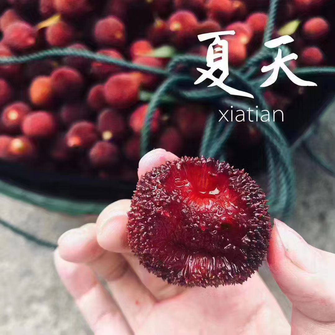  仙居杨梅