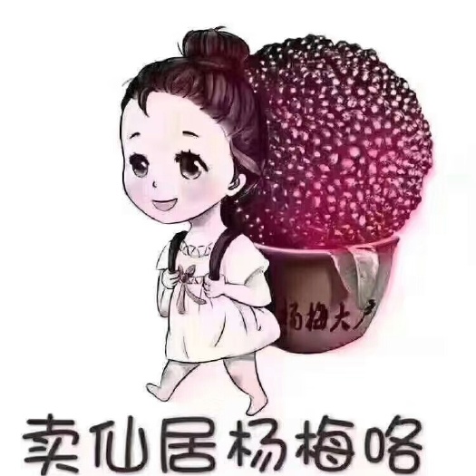 仙居县 自家的仙居杨梅东魁