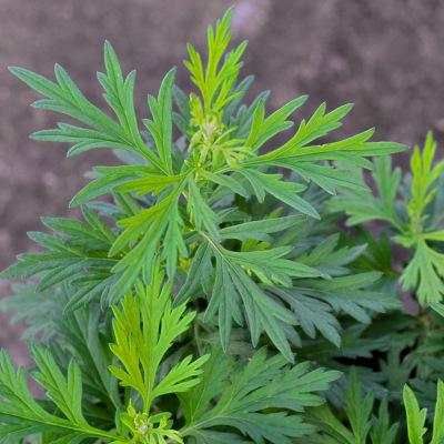  艾草种子 大叶艾草小叶艾草种子净籽 食用艾绒香艾草新籽
