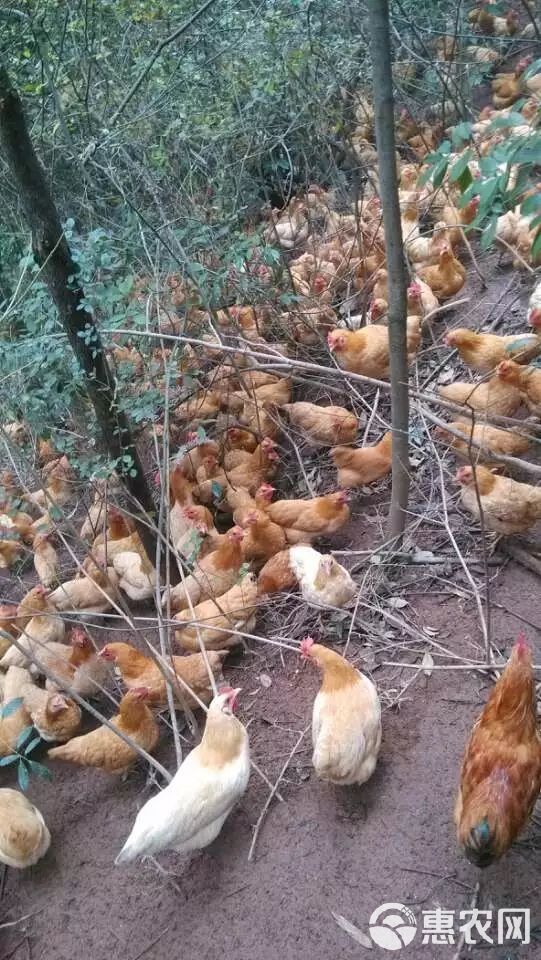 黄土鸡苗厂家直卖三黄土鸡苗山地放养高脚土鸡另有青脚土鸡苗