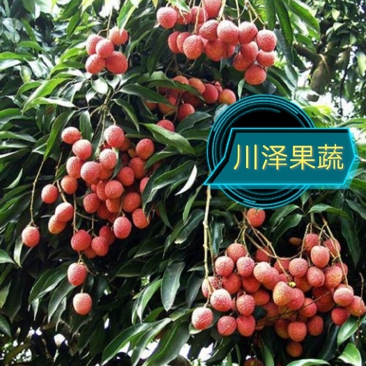 合江县 川泽果蔬晚熟荔枝