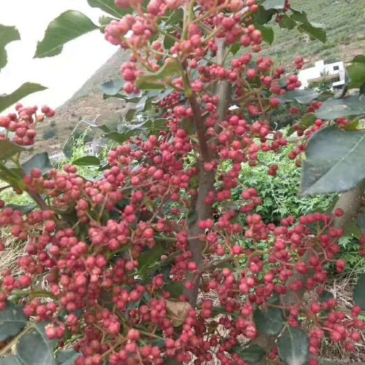 陇南无刺花椒苗 携手无刺花椒，成就财富梦想