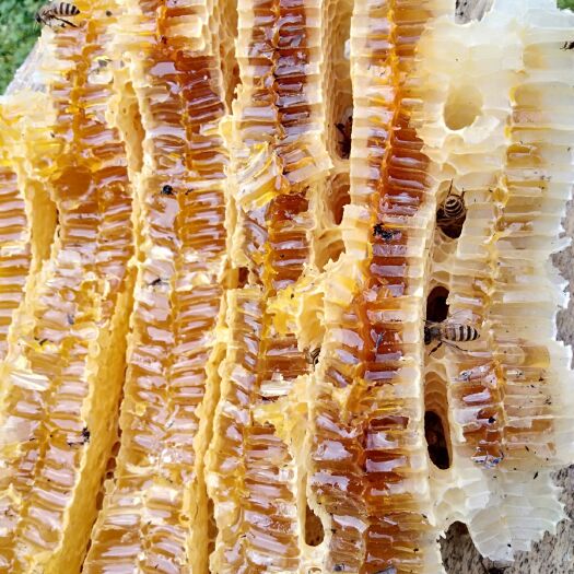 甘洛县 蜂蜜，来这四川大凉山，诚信经营，值得信赖，有需要联系我