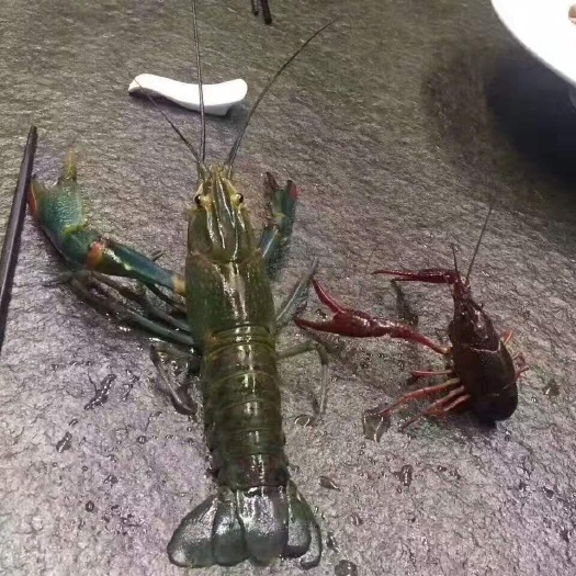 新竹 新一代澳洲淡水龙虾苗，出塘率高，选对了虾苗等于成功