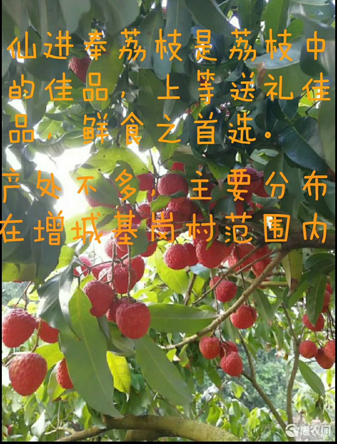 广东增城基岗新鲜仙进奉荔枝10斤顺丰包邮
