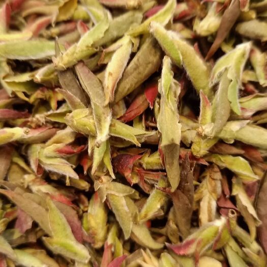 思茅高山野生茶 古树芽苞