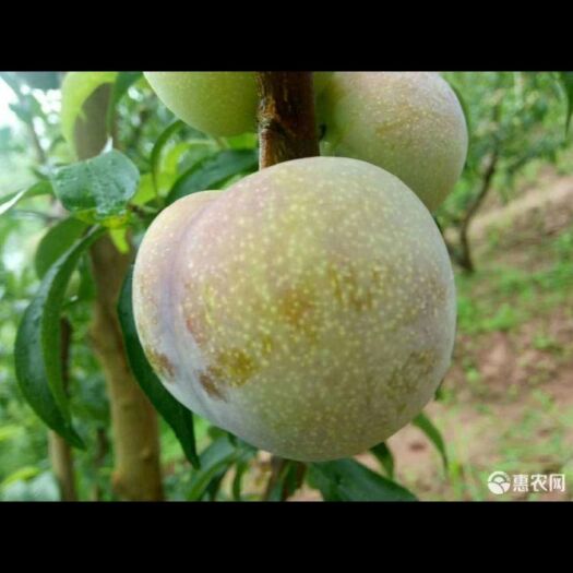 绥江县半边红李子 云南绥江半边红