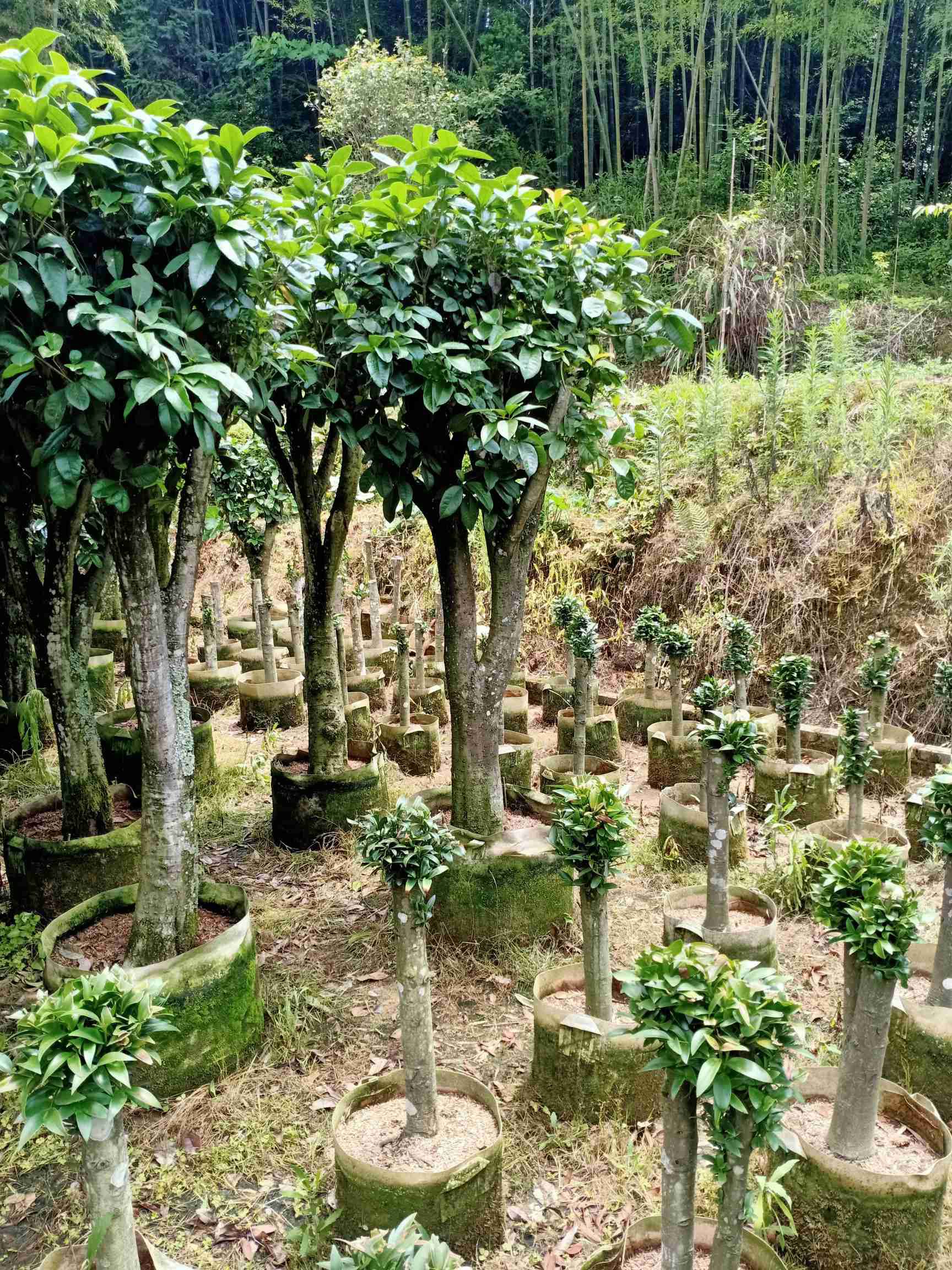 四季桂花福建种植批发基地
