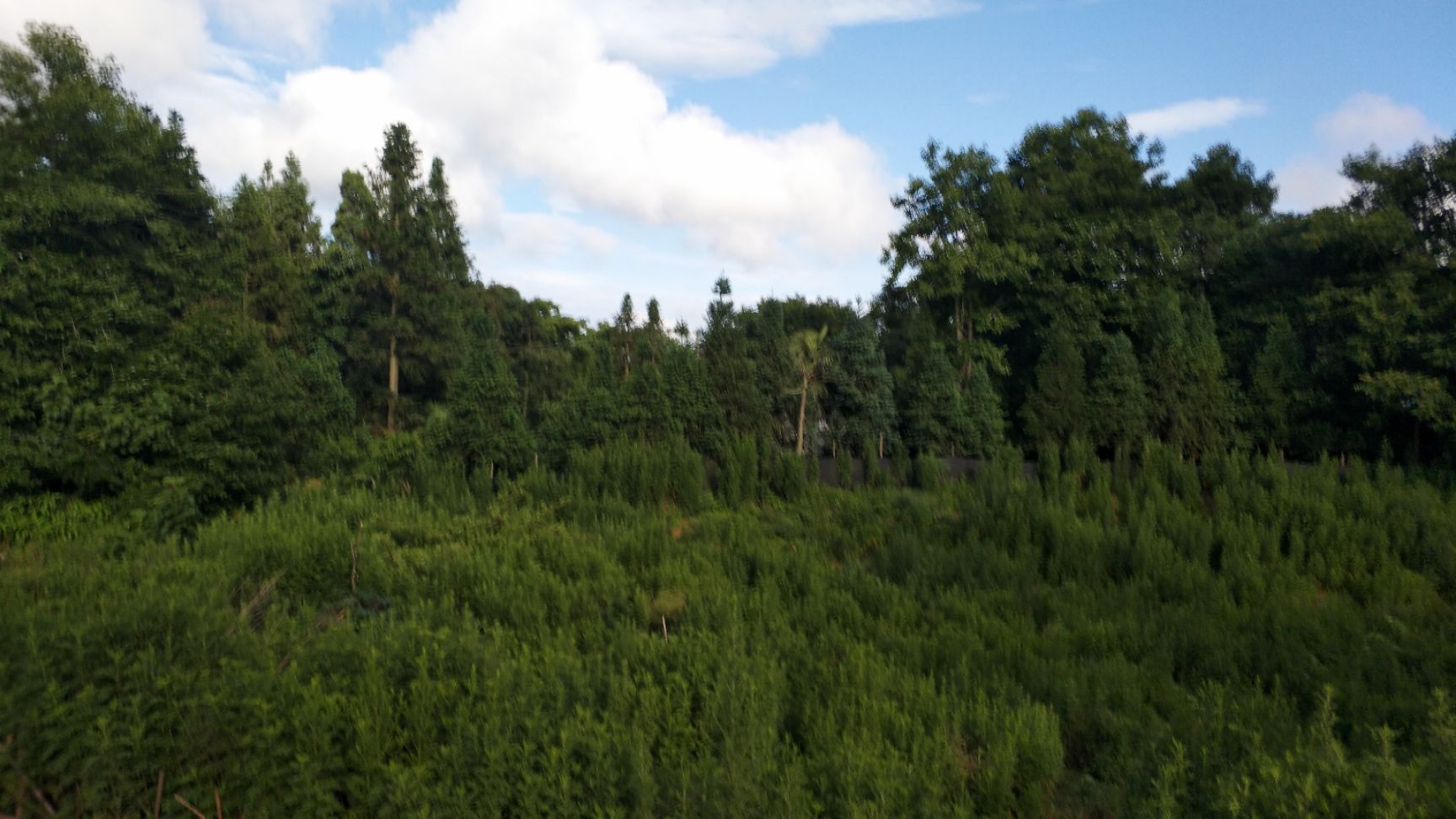 杨树枝 柏枝数出售