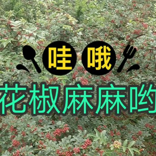  汉源青花椒，红花椒一级