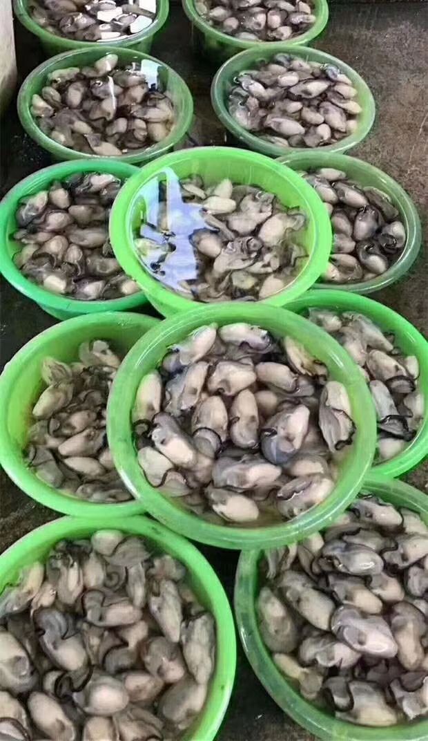 汫洲大蚝 一手货源专营烧烤生蚝