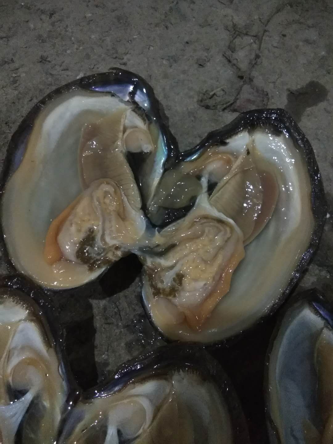 蚌，圆蚌，三角蚌。丑蚌。