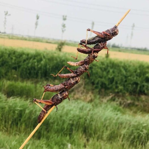 乐陵市 蚂蚱串