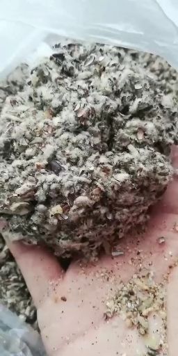 广州广东广西湖南本地棉籽壳玉米芯颗粒棉渣，甜菜粕麸皮次粉木屑