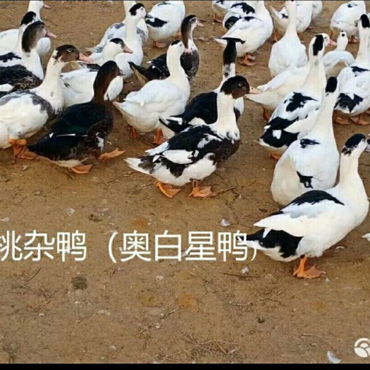南宁肉鸭苗   樱桃杂鸭苗 《奥白星鸭苗》大种鸭苗  包运输 包打疫苗