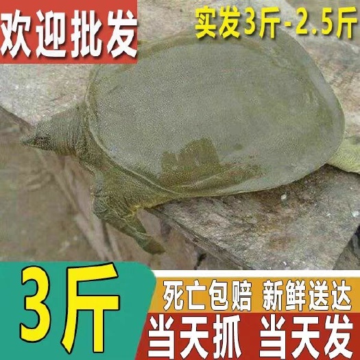 海盐县放养甲鱼2斤60元一个包邮