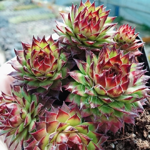 宿迁 紫牡丹带盆带土多肉植物组合盆栽阳台防辐射植物绿植花卉盆栽多肉