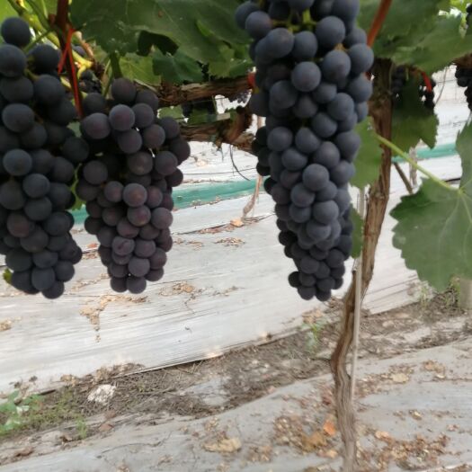 新沂市夏黑葡萄大量上市每斤5一6元。