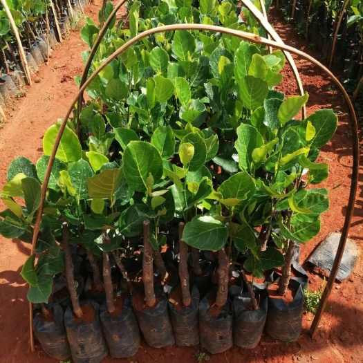 儋州市越南菠萝蜜苗 泰国八号菠萝密苗