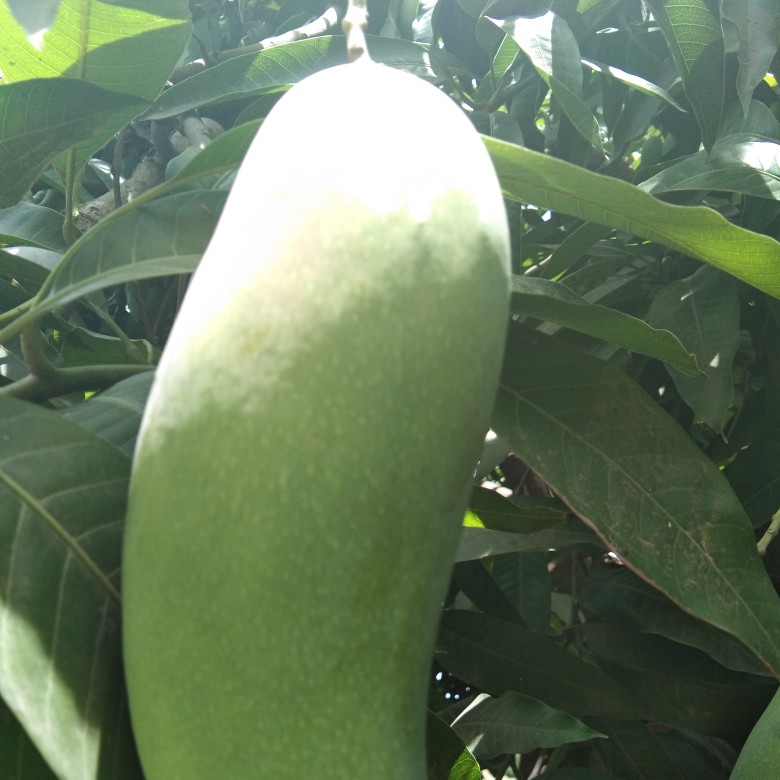 生芒果 绿色水果