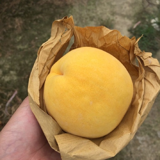 海宁市 黄桃水蜜桃油桃