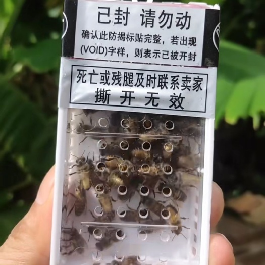 会昌县 中蜂新开产王
