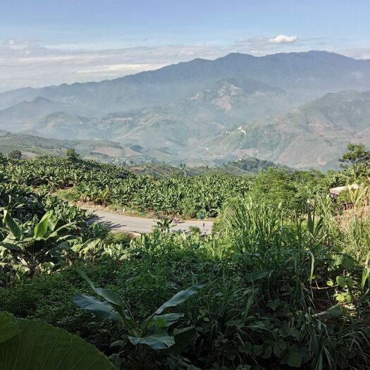 伊春 大山里的椴树蜜