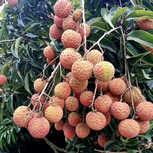 阳西县玉荷包荔枝 2cm
