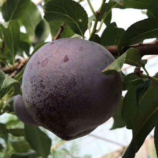 渭南黑布林 陕西黑布李