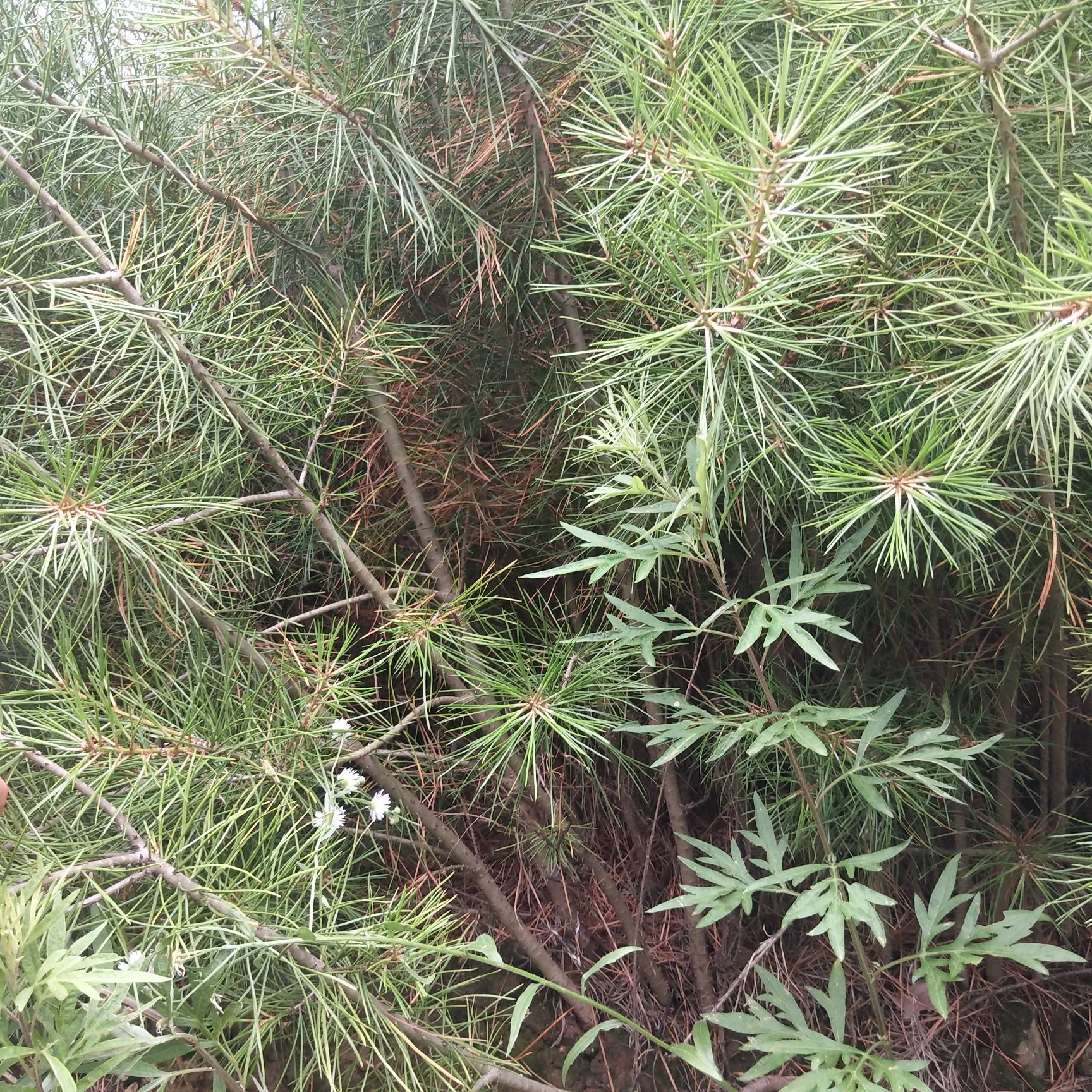 秦岭白皮松