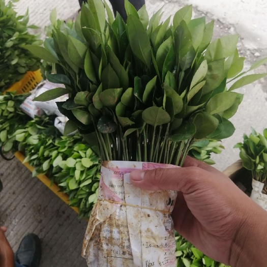 酸柚苗 ,广西桂林阳朔,酸柚小苗,酸柚牙苗,