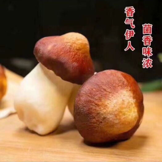 丰林县 黑龙江伊春市红星区人工种植赤松茸