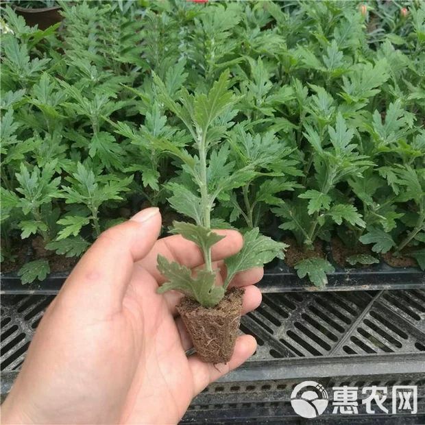  菊花苗菊花盆栽四季开花杭州白菊金丝皇菊花花卉室内室外观花植物