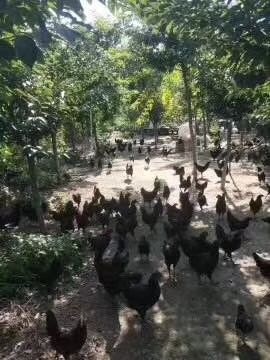 厦门 土鸡蛋 绿壳 草鸡蛋 初生蛋