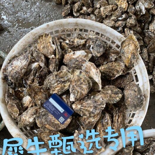 东港市大连生蚝 生蚝，肉质鲜美，肥度好，两倍体以上肥度