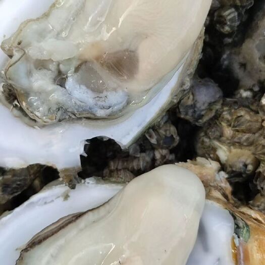 广州湛江牡蛎 生蚝批发，量大从优