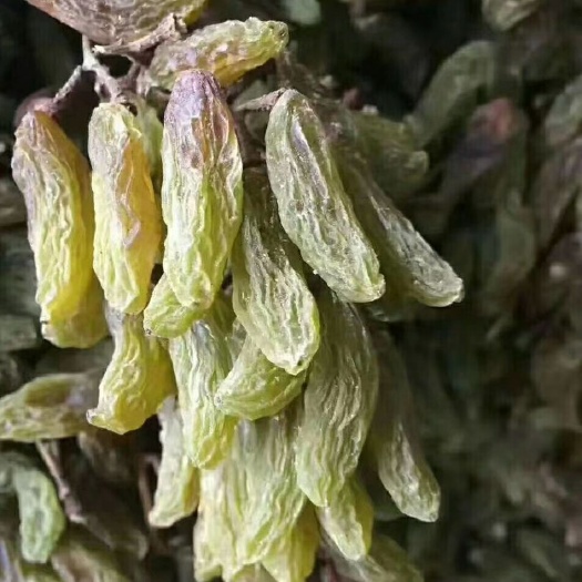 喀什市新疆大葡 绿葡萄干    ， 各种大颗粒香妃，绿香妃，黄香妃