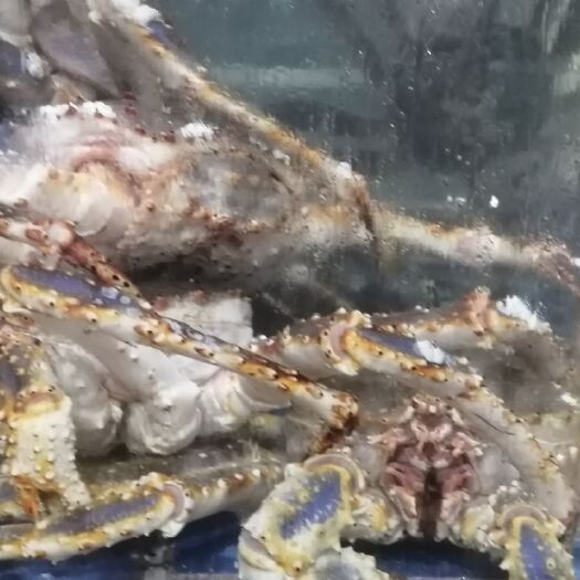 上海 帝王蟹，珍宝蟹，波龙大量现货