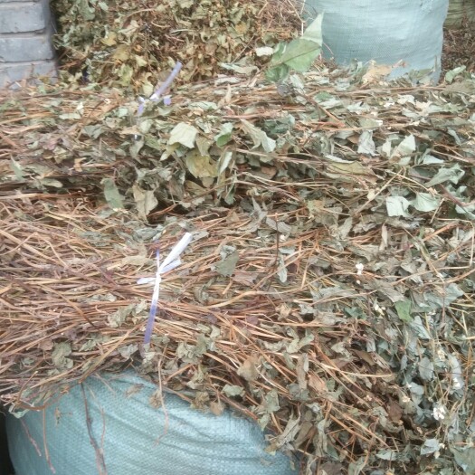 重庆市鱼腥草茶  鱼腥 现采现售 天然自然 煲汤 泡茶 养生 全干货