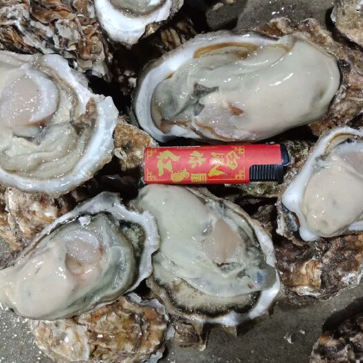 东港市大连生蚝 大连精品生蚝