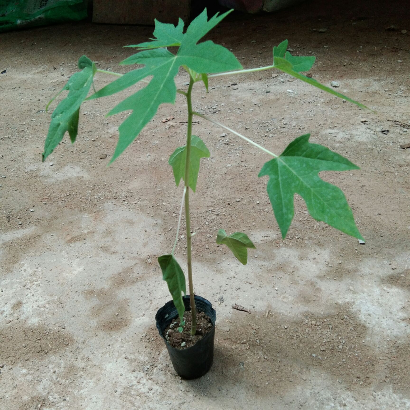 红心木瓜苗 红肉水果木瓜，自带营养杯，根系发达，容易种植，产量高