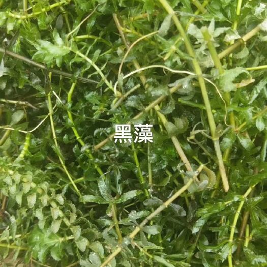 安新县 金鱼藻    伊乐藻    好黑藻   眼子菜多年生的沉水