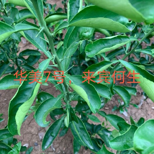 武宣县华美柑橘苗 新品种华美7号出苗了