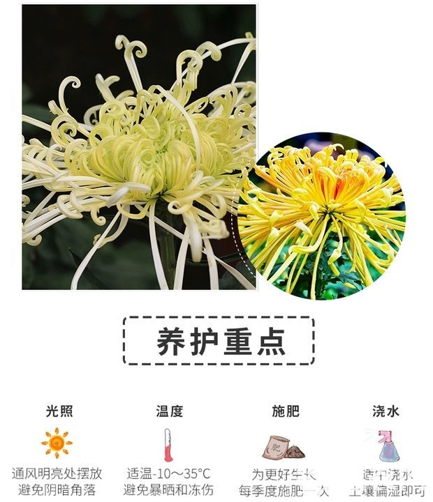  菊花苗菊花盆栽四季开花杭州白菊金丝皇菊花花卉室内室外观花植物