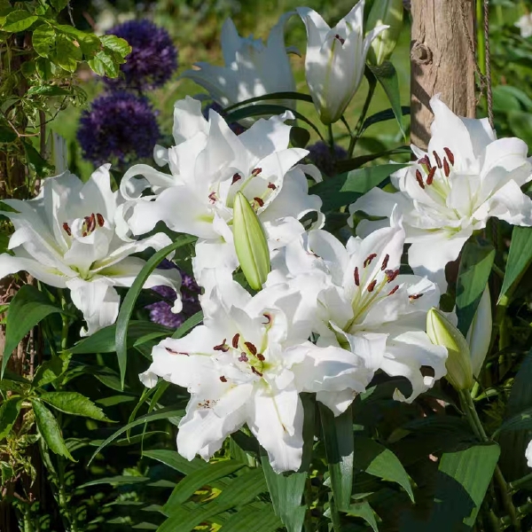  5颗香水百合种球带芽香水百合花盆栽大种球重瓣种子四季开花