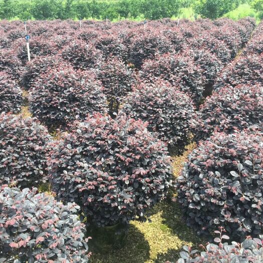 阳朔县黑珍珠红继木 精品红继木球冠幅60到80，有想法可以实地看货电议